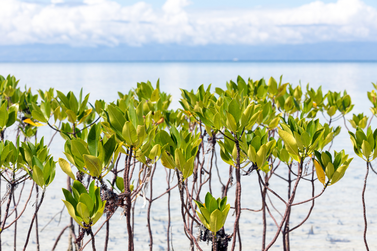 Pohon mangrove di bawah 5 tahun. Penanaman mangrove bisa jadi contoh CSR untuk perusahaan