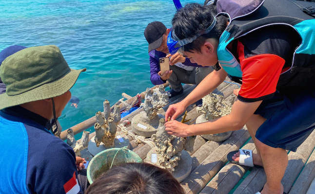 Coral Restoration, Pulau Kelapa, Kepulauan Seribu