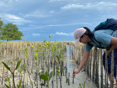 Mangrove Planting, Dompak, Kepulauan Riau