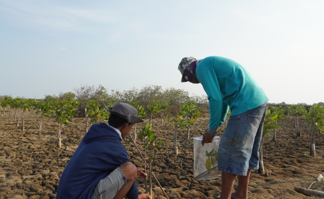 Mangrove Planting, Tanjung Pakis, Karawang