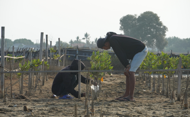 Mangrove Planting, Tanjung Pakis, Karawang