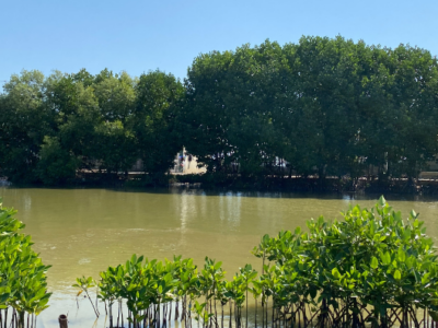 Mangrove Planting, Tanjung Pakis, Karawang