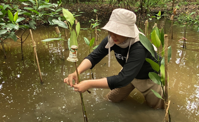 Mangrove Planting, Jakarta