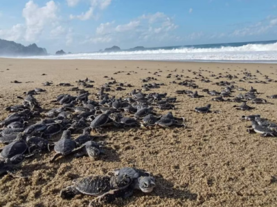 Java Turtle Lodge Meru Betiri