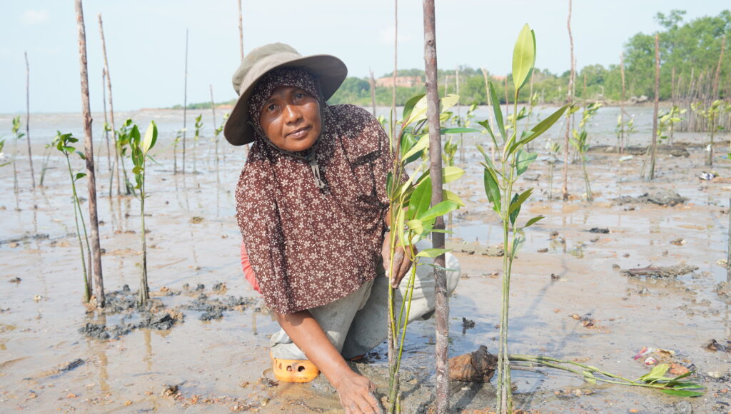 Seorang Ibu menanam bakau di situs penanaman bakau di tepi pantai yang rendah air dan berlumpur