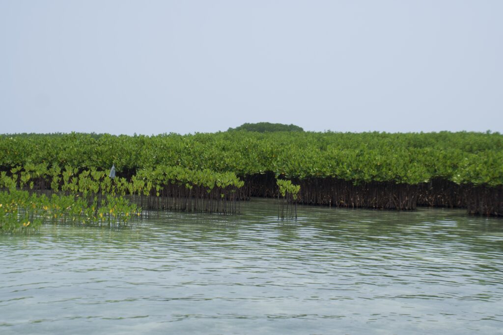 Jajaran bakau muda tersusun rapi pada situs penanaman bakau