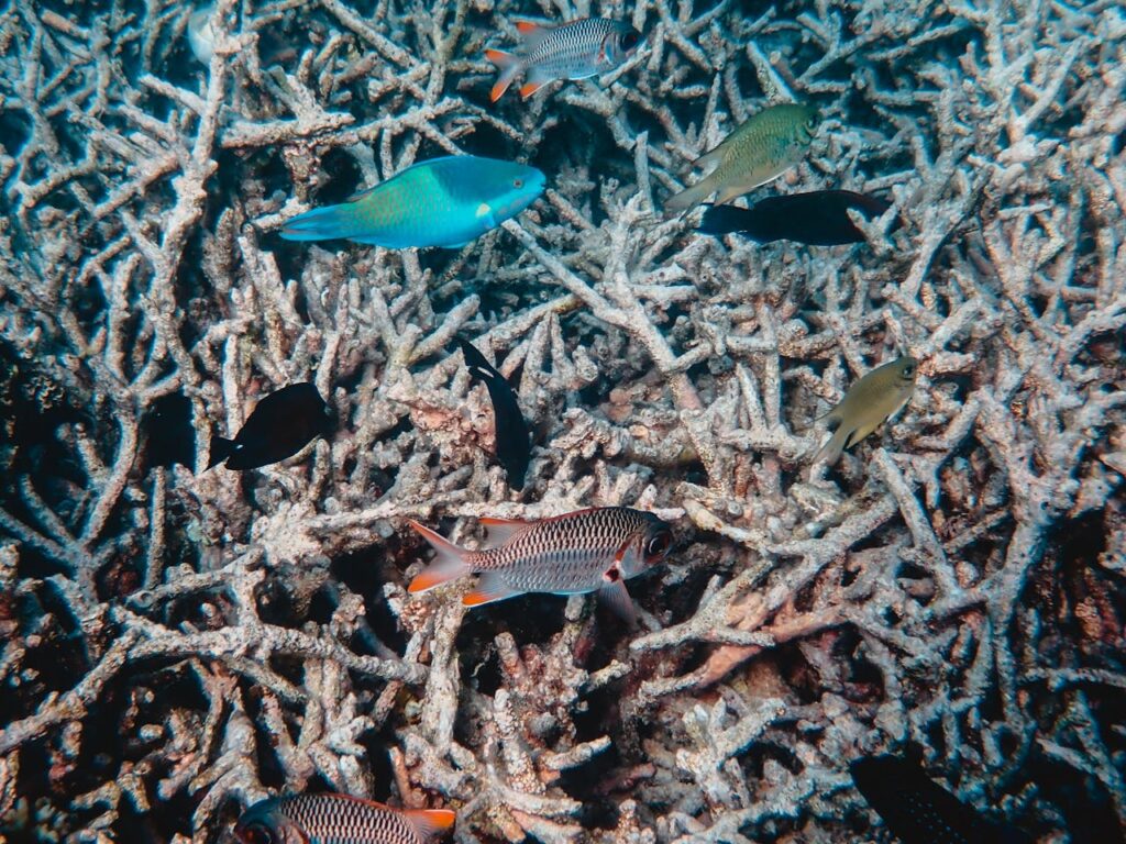 multiple small fish with variety of colors swimming on top of stacks of horn corals
