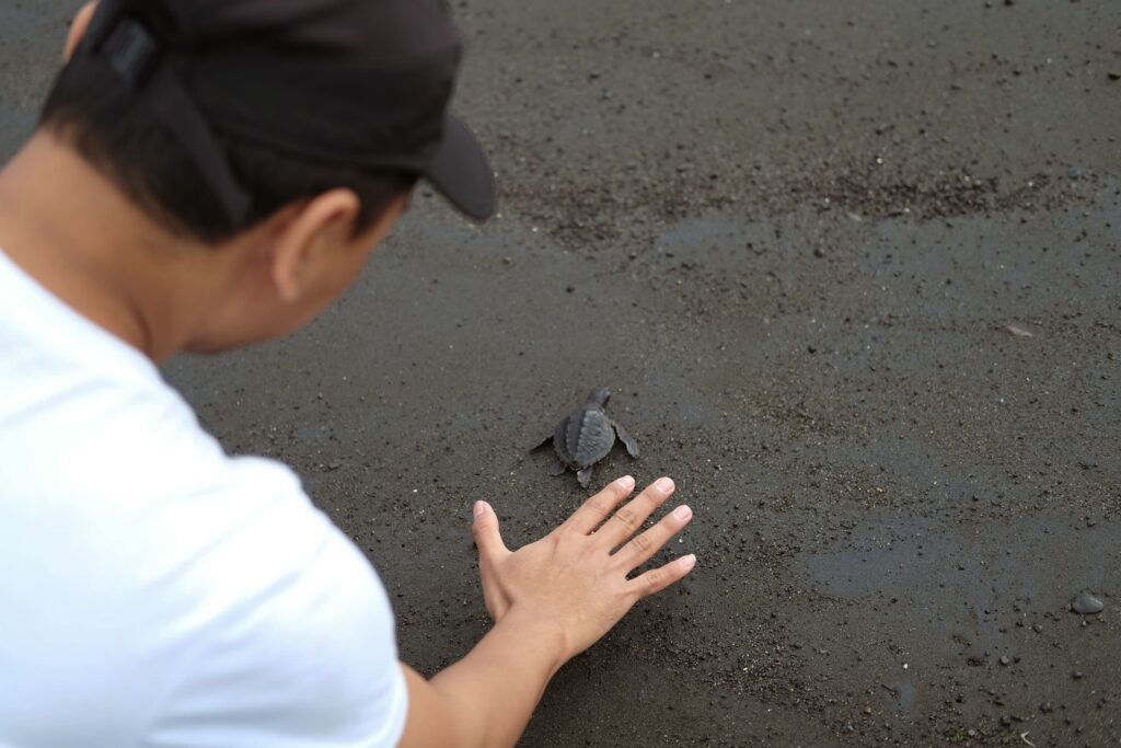 seorang bapak mengulurkan tangan telungkup ke bawah di atas seekor bayi penyu di tepi pantai