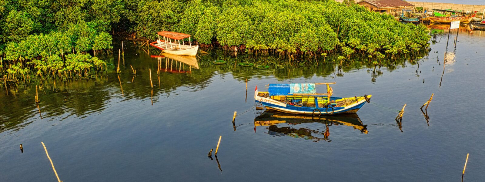 Perahu tradisional berlabuh di perairan tenang yang dikelilingi hutan mangrove hijau lebat, menggambarkan harmoni antara alam dan aktivitas sustainable tourism