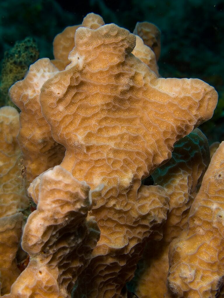 Terumbu karang jenis karang daun (Lettuce Coral) dengan bentuk lembaran berlipat menyerupai daun selada. Karang ini memiliki pola unik pada permukaannya dan berperan penting dalam menyediakan tempat berlindung bagi biota laut di ekosistem terumbu karang.