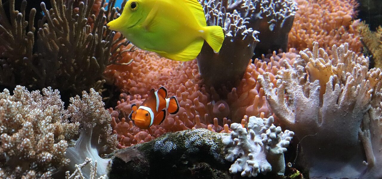 Seekor ikan botana kuning (Zebrasoma flavescens) dan ikan badut (Amphiprion ocellaris) berenang di antara terumbu karang dan anemon laut di ekosistem bawah laut yang berwarna-warni.