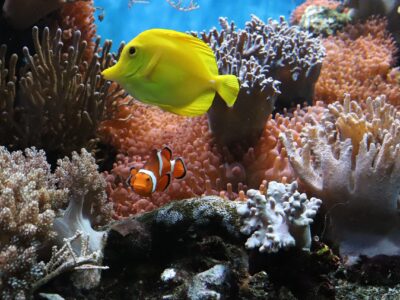 Seekor ikan botana kuning (Zebrasoma flavescens) dan ikan badut (Amphiprion ocellaris) berenang di antara terumbu karang dan anemon laut di ekosistem bawah laut yang berwarna-warni.